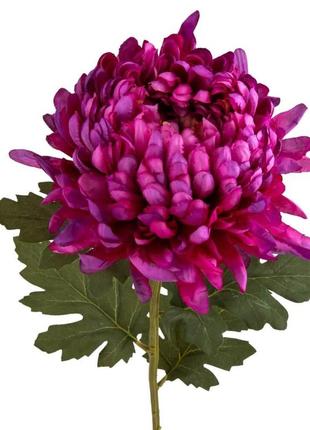 Хризантема "аметистовый вдох", фиолетовая1 фото