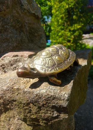 Шкатулка черепаха7 фото
