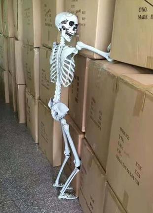 Велика модель скелета resteq 180 см. детальна фігурка скелета. анатомічний скелет людини10 фото