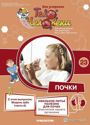 Как устроено тело человека (деагостини) №23 модель зуба (часть а)1 фото