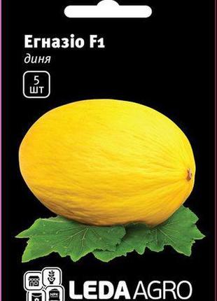 Насіння дині егназіо (egnazio) f1, 5 шт., тм "ледаагро"