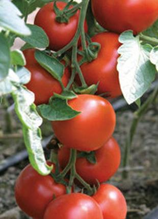 Насіння томату бодерин f1 (boderine f1) 500 шт., червоного інд...