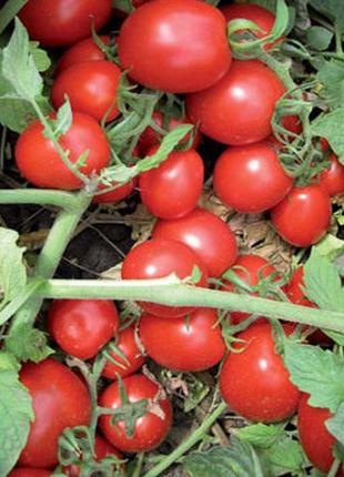 Насіння томату перфектпіл f1 (perfectpeel f1) 1000 шт., для пе...