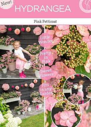 Гортензія пильчаста "pink petticoat"
hydrangea serrata "pink petticoat".