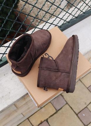 Угги ugg mini chocolate уги5 фото