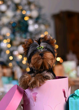 Казковий йорк 5