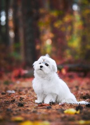 Елітні цуценята 2