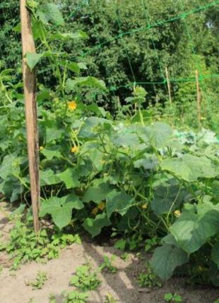 Сітка шпалерна для огірків 500 м х 1,7 м зелена tenax