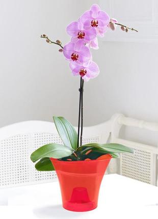 Кашпо для орхідей дельта 1,6 л эталон червоний прозорий3 фото