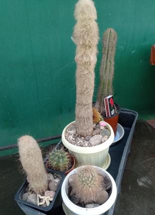 Кактус сукуленти 2