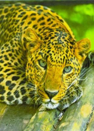 Картина за номерами "леопард" 40*50 см, фарб. -акрил, кисть — ...