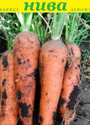 Тьома f1 насіння моркви erste zaden 5 000 насінин