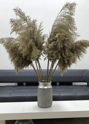 Пампасний трава, кортадерия, очерет, сухоцвіт для декору2 фото