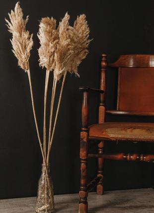 Пампасний трава, кортадерия, очерет, сухоцвіт для декору6 фото