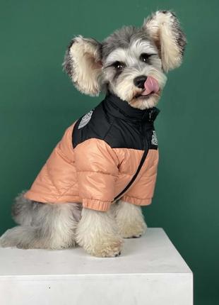 Брендова курточка-пуховик для собак the dog face без капюшона, на змійці, кремова4 фото