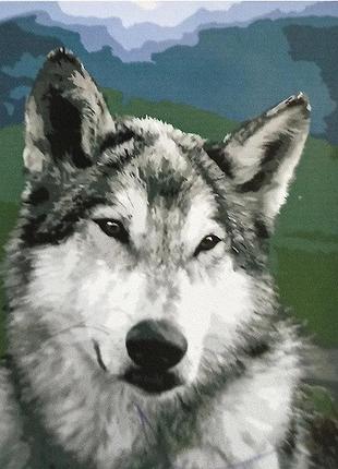 Набір для розпису за номерами погляд пухнастого strateg розмір...