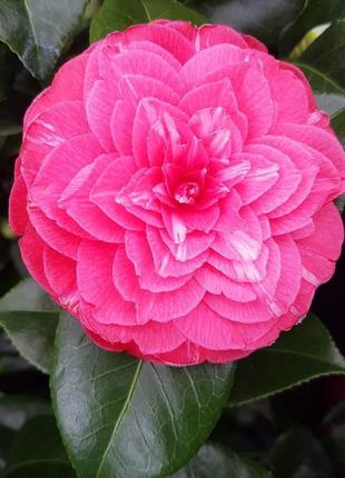 Камелія японська "principessa baciocchi".
camellia "principessa baciocchi".
п9