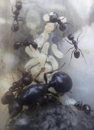 Колония муравьев messor structor, жнецы, королева с личинками  + муравьи7 фото