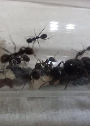 Колонія мурах messor structor, женці, королева з личинками + мурахи5 фото