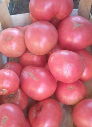 Насіння  рожевого томату волове серце  10 грамів