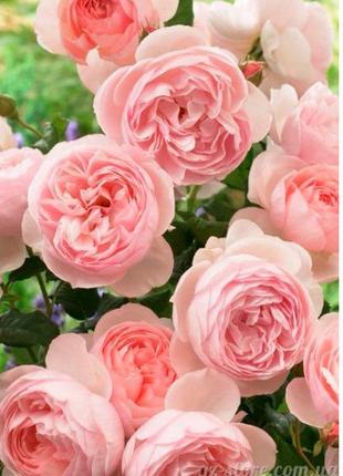 Гідролат троянди із свиж. пелюсток 100мл