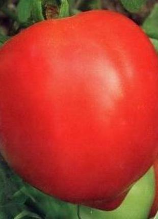 Насіння томату соломон f1 (1 г) елітний ряд