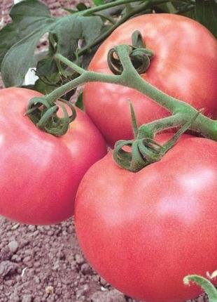 Насіння томата до-ре-мі f1 (5 г) елітний ряд