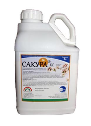 Новинка сакура (5л) !)