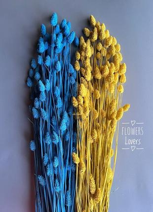 Фаляріс жовто-блакитний сухоцвіти декор1 фото