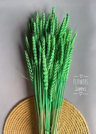 Колоски пшениці зелені сухоцвіти декор1 фото