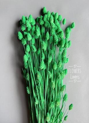 Фаляріс зелений сухоцвіти декор1 фото