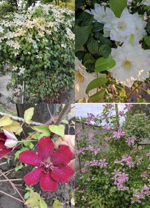 Клематисы кусты и кустики разные3 фото