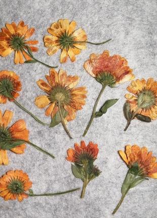 Цветы календулы, набор 10 штук, плоская сушка3 фото