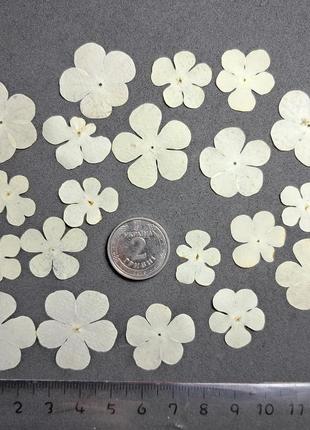 Белые цветочки калины, набор 20 шт.2 фото