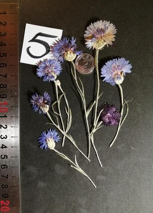 Сухі квіти волошки, набір 7 шт, сухоцвіти5 фото