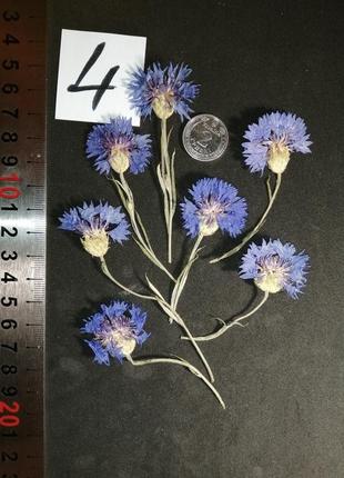 Сухі квіти волошки, набір 7 шт, сухоцвіти4 фото