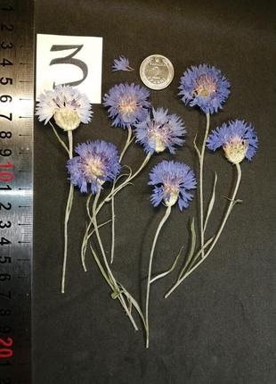 Сухі квіти волошки, набір 7 шт, сухоцвіти3 фото