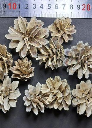 Шишки сосновые натуральные белые 2,5-5 см, набор 10 шт.3 фото