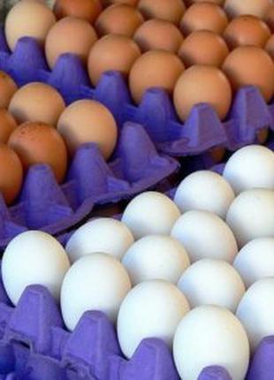 Яйце куряче на експорт