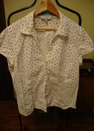 Котоновая блуза в горошек, большой размер laura ashley1 фото