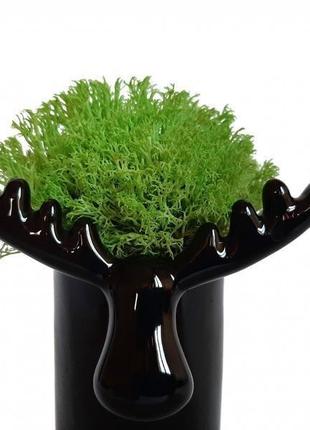 Стабилизированный мох вазон reindeer moss b/222/01/850/10 черный светлый зеленый2 фото