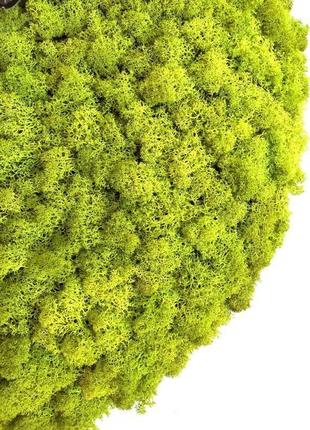 Годинник стабілізований мох reindeer moss b/055/02/500/55 світло-зелений2 фото