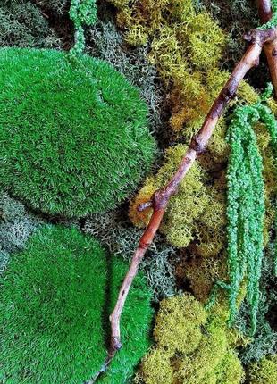 Картина из мха reindeer moss w20/45/04/600 30х90 зеленый7 фото
