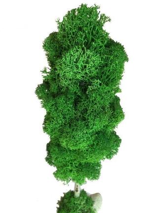 Стабилизированный мох дерево reindeer moss b/51/05/500/27 зеленый6 фото