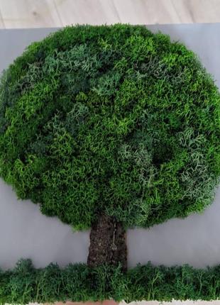 Картина "дерево" зі скандинавським мохом4 фото