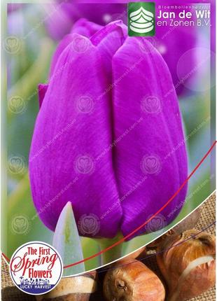 Луковиці тюльпана простого раннього "purple prince" (пурпл при...