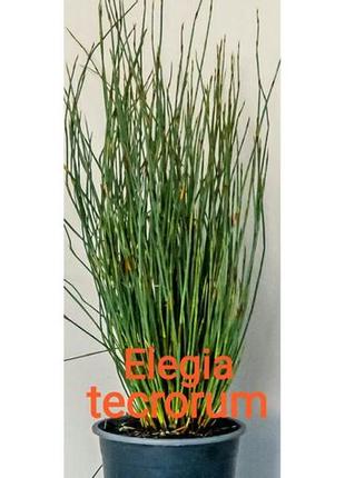 Семена элегия текторум (тростниковая трава)