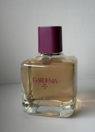 Gardenia zara bloom 021 фото