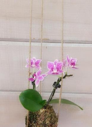 Орхидея мини (фаленопсис) в кокедаме1 фото