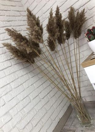 Декоративные ветки для интерьера, пушистик, сухоцвет, пампасная трава4 фото